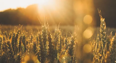 A crop field with sunshine.