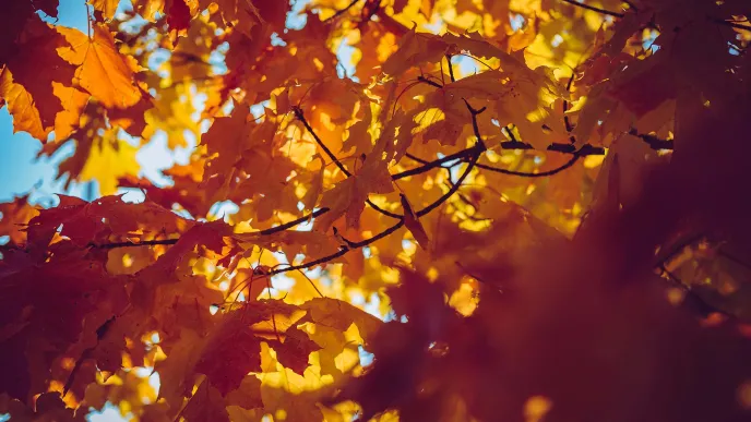 Autumn image