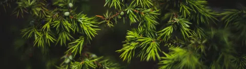 coniferous tree