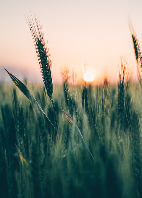 LUT-University-Grain-field